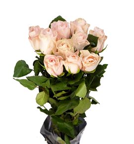 Rosa hol pomarosa 70 - RGRPOMA