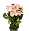 Rosa hol pomarosa 70 - RGRPOMA