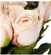 Rosa hol pomarosa 70 - RGRPOMA1