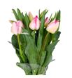 Tulipan gander´s rhapsody 38 - TULGANRHA