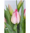 Tulipan gander´s rhapsody 38 - TULGRARHA2