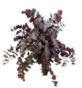 Eucaliptus cinerea rojo natural - EUCINROJNAT