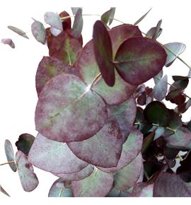 Eucaliptus cinerea rojo natural - EUCINROJNAT