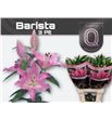 Lilium oriental hol barista 90 - LOHBAR