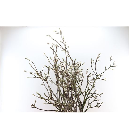 Magnolia grandiflora 200 - MAGGRA