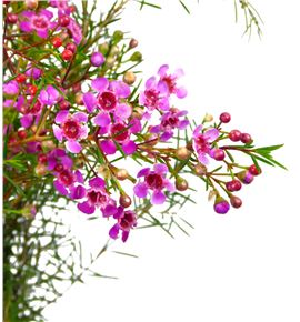 Flor de cera fucsia - FLOCERFUC