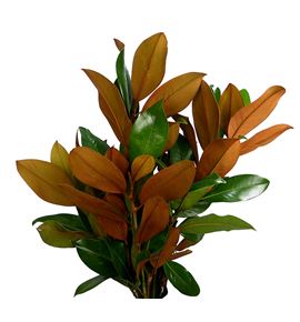 Magnolia holanda - MAG