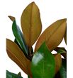 Magnolia holanda - MAG2