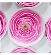 Cloni preservado pink x9 - CLOPREPIN1