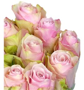 Rosa hol pink athena 50 - RGRPINATH