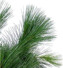 Pinus strobus 70 - PINSTR