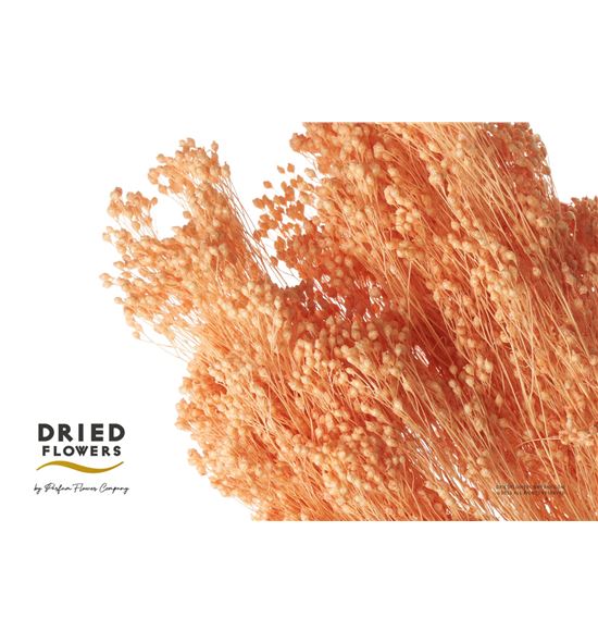 Dried brorm bloom preservado salmon - DRIBROPRESAL