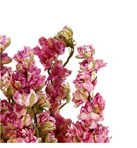 Delphinium seco rosa - DELSECROS