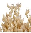 Silene seco blanco - SILSECBLA1