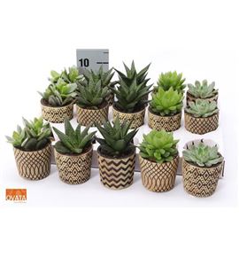 Pl. succulenten mixto 9cm x15 - SUCMIX1579