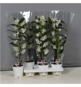 Pl. dendrobium nobile cultivars 60cm x6 - DENNOBCUL61260