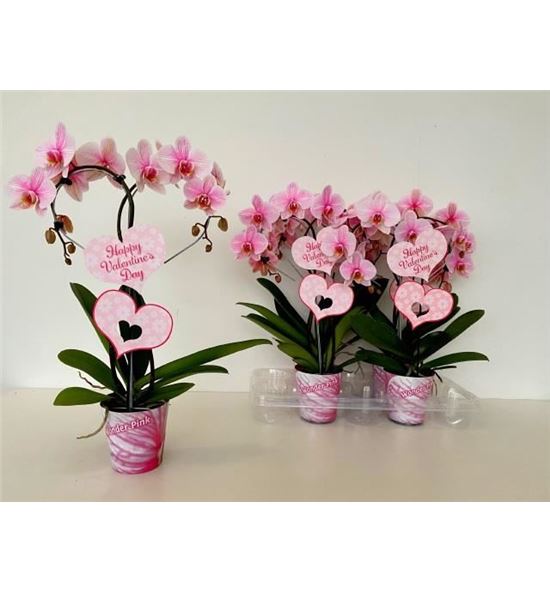 Pl. phalaenopsis rosa 50cm x4 - PHAROS41250