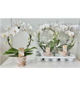 Pl. phalaenopsis blanca 45cm x4 - PHABLA41245