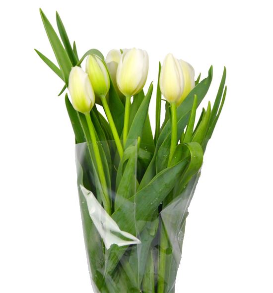Tulipan nac clear water - TULCLEWAT