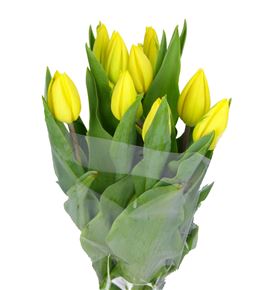 Tulipan nac strong gold - TULSTRGOL