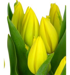 Tulipan nac strong gold - TULSTRGOL