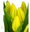 Tulipan nac strong gold - TULSTRGOL1