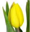 Tulipan nac strong gold - TULSTRGOL2
