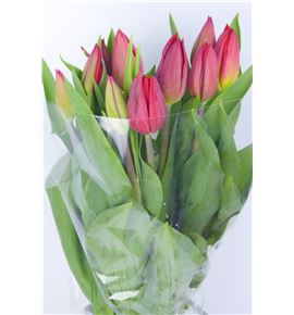 Tulipan nac strong love - TULSTRLOV