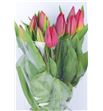 Tulipan nac strong love - TULSTRLOV