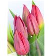 Tulipan nac strong love - TULSTRLOV1