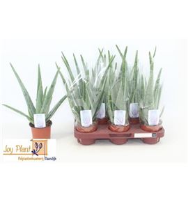 Pl. aloe vera 36cm x9 - ALOVER951028