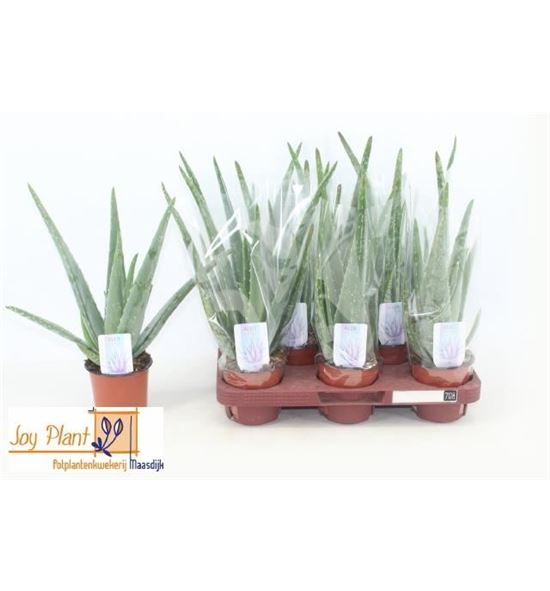 Pl. aloe vera 36cm x9 - ALOVER951028