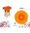 Gerbera eureka 50 x10 - GEREUR5010