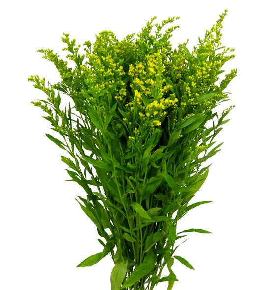 Solidago golden glory 70 - SGOLGLO