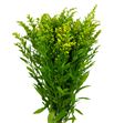 Solidago golden glory 70 - SGOLGLO