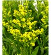 Solidago golden glory 70 - SGOLGLO1