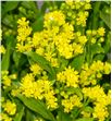 Solidago golden glory 70 - SGOLGLO2