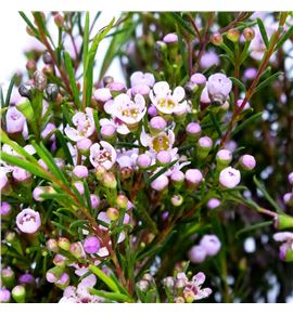 Chame romi 70 - CHAROM