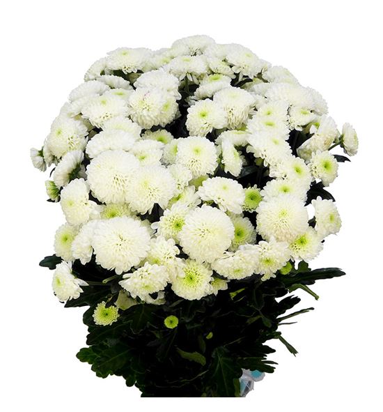 Cr santini ellison white 55 - CRSELLWHI