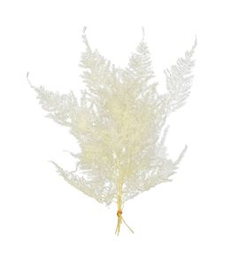 Esparraguera plumosa preservado blanca - ESPPLUPREBLA