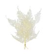Esparraguera plumosa preservado blanca - ESPPLUPREBLA
