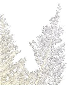 Esparraguera plumosa preservado blanca - ESPPLUPREBLA