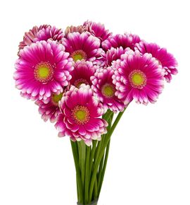 Gerb mini lauda 50 - GERMLAU