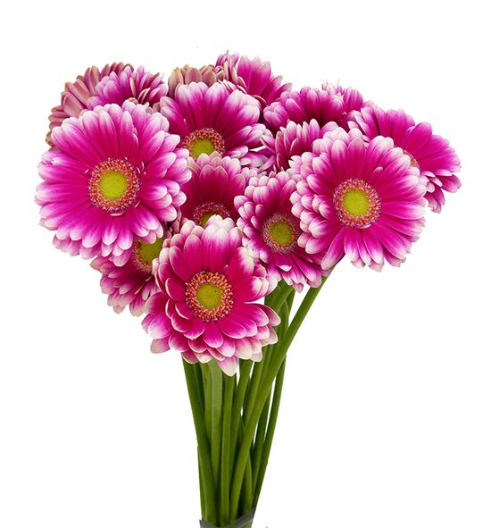 Gerb mini lauda 50 - GERMLAU