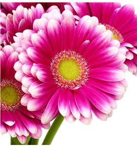 Gerb mini lauda 50 - GERMLAU