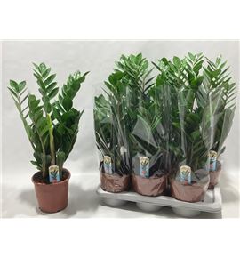 Pl. zamioculcas zamiiflolia 70cm x6 - ZAMZAM61770