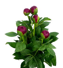 Paeonia henry bockstoce x5 60 - PAEHENBOC