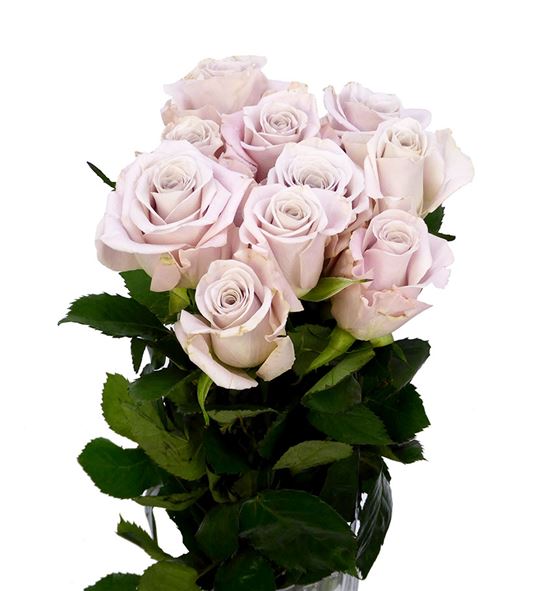 Rosa hol menta 60 - RGRMEN