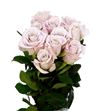 Rosa hol menta 60 - RGRMEN