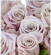 Rosa hol menta 60 - RGRMEN1